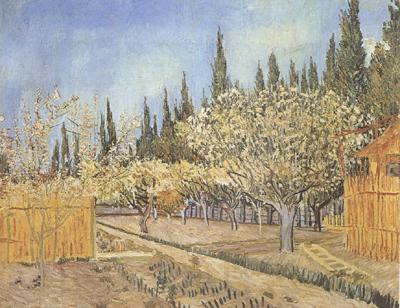 Vincent Van Gogh Orchard in Blossom,Bordered by Cypresses (nn04) Germany oil painting art